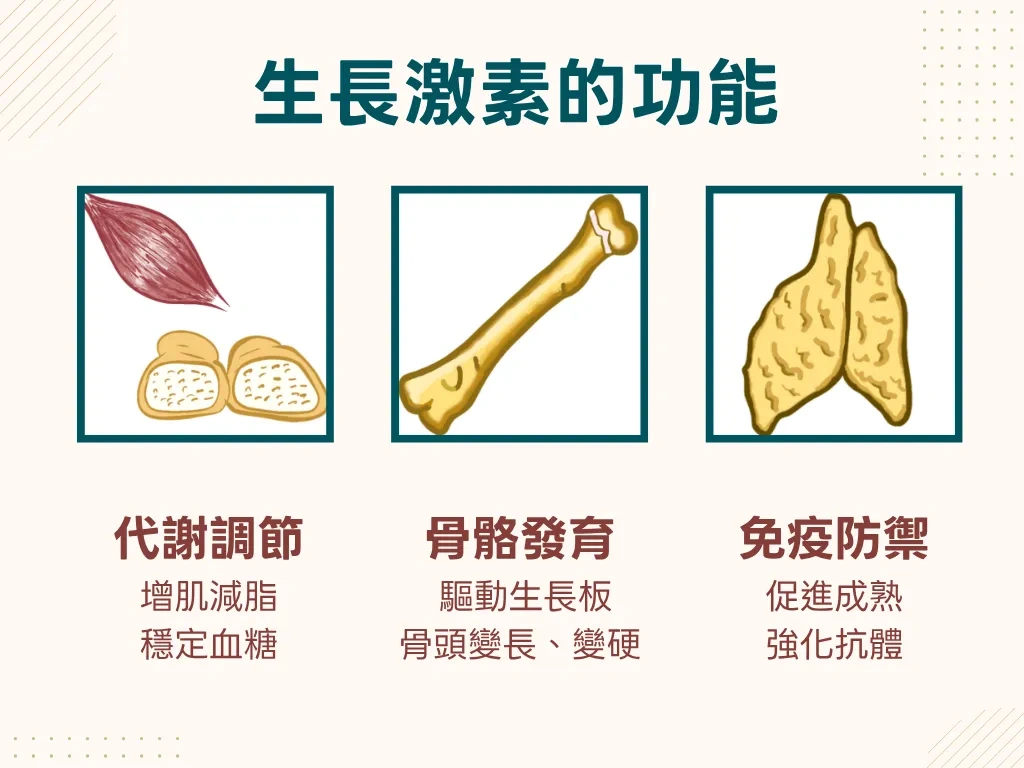 圖解生長激素三大功能——骨骼發育、代謝調節、免疫防禦