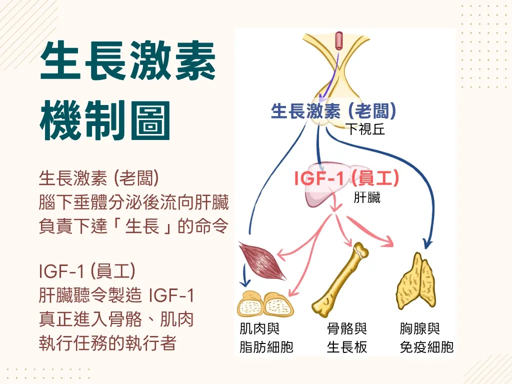 生長激素 HGH 從腦下垂體出發、經肝臟產生 IGF-1，再作用於骨骼與肌肉的兩段式機制圖